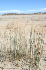 Juncus arcticus, photograph (c) Austin Saunders, some rights reserved (CC BY)