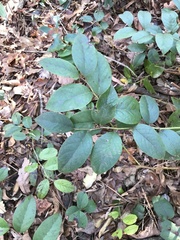 Loropetalum chinense