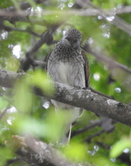 Indicator variegatus