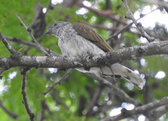 Indicator variegatus