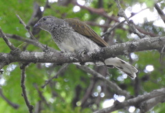 Indicator variegatus