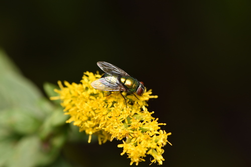 Unknown species found near Westwood, MA 02090, USA
