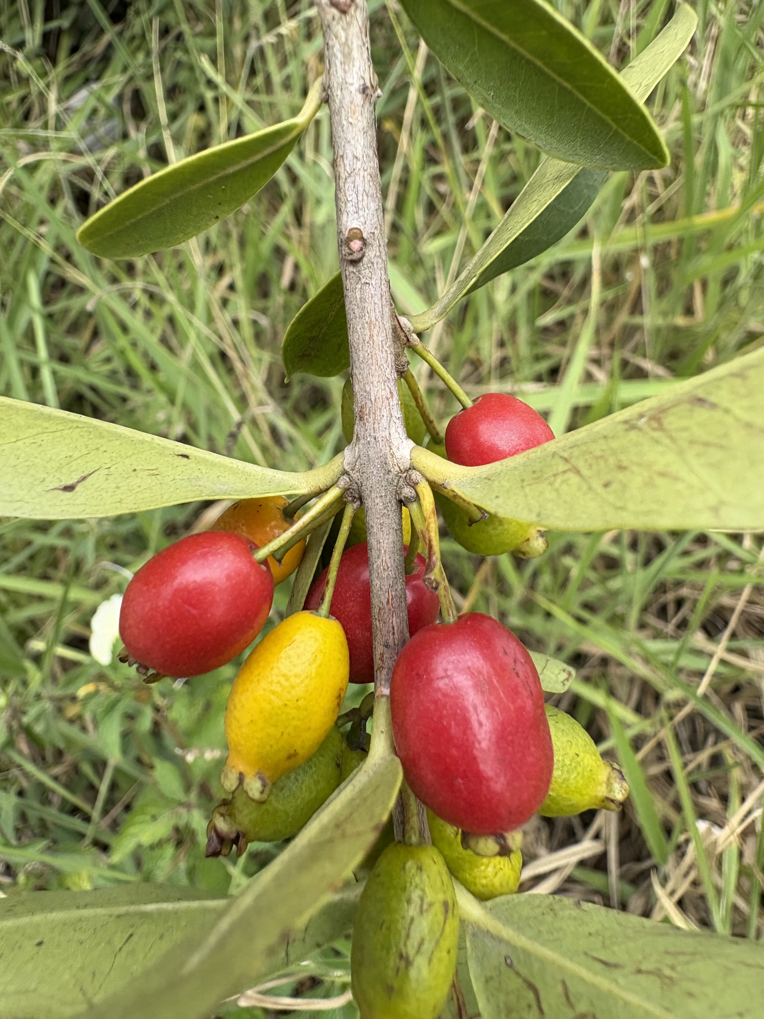 Eugenia punicifolia