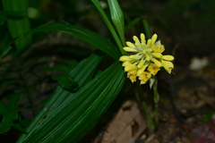 Calanthe densiflora
