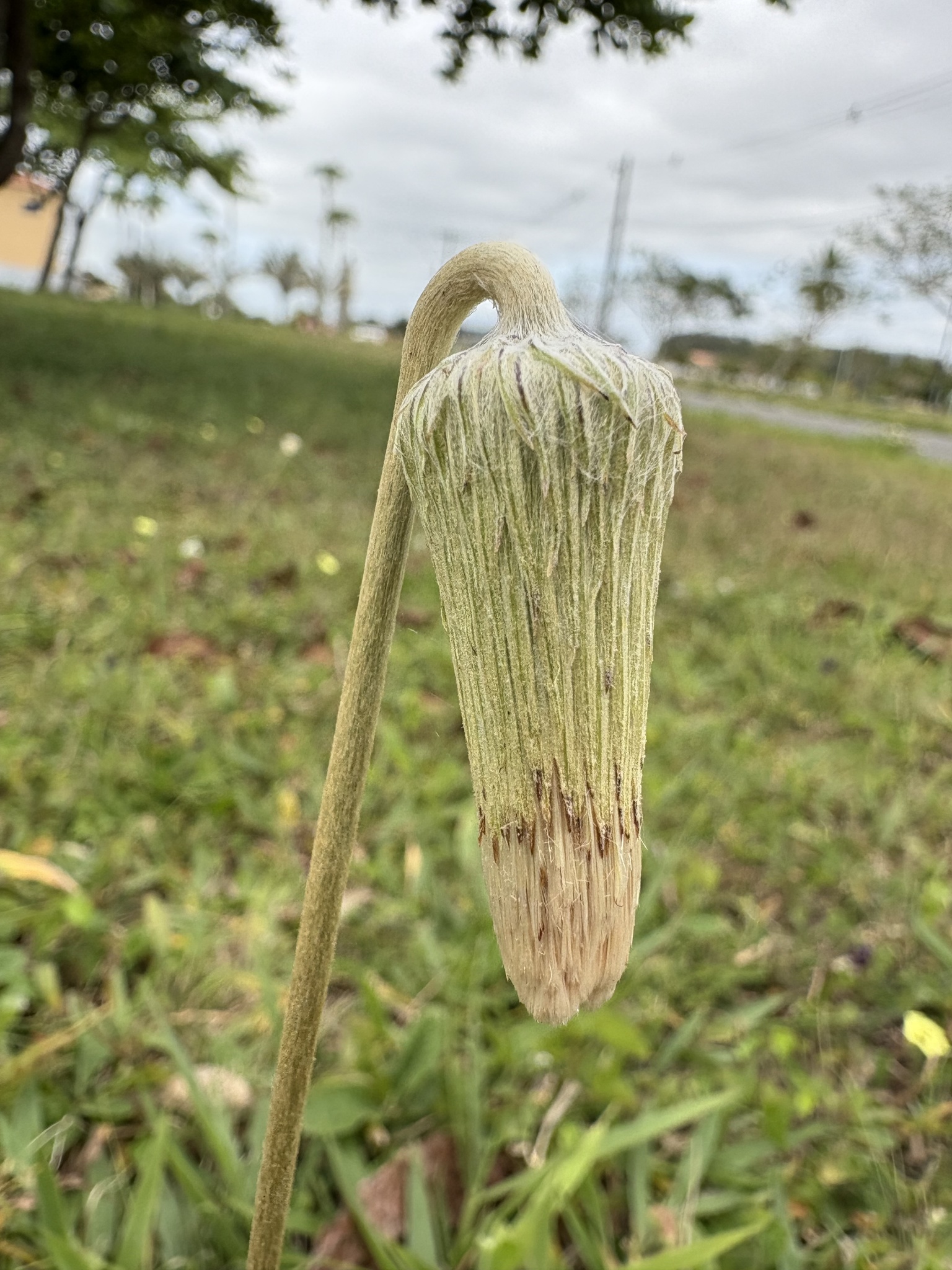 Chaptalia nutans