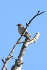 Gymnoris superciliaris