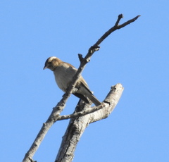 Gymnoris superciliaris