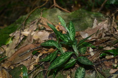 Goodyera daibuzanensis