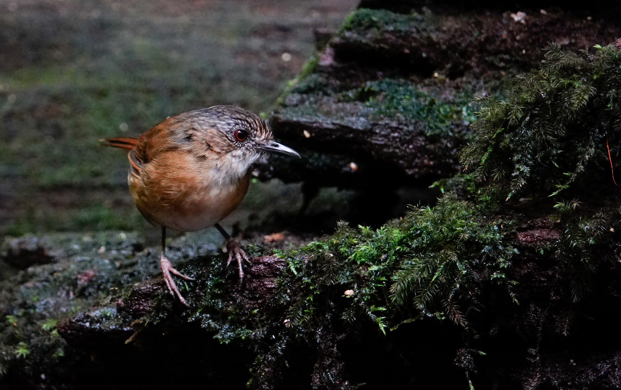 Temminck's Babbler (Pellorneum pyrrogenys), photo 5