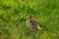 Gallinago magellanica