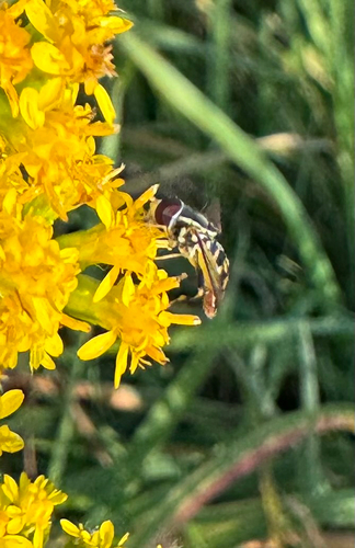 Unknown species found near Little Compton, RI, US