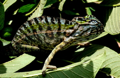 Furcifer lateralis