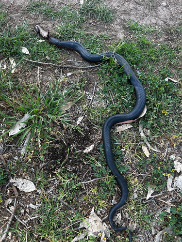 Red-bellied Black Snake sighting
