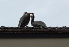Pelecanus occidentalis
