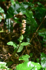 Goodyera foliosa