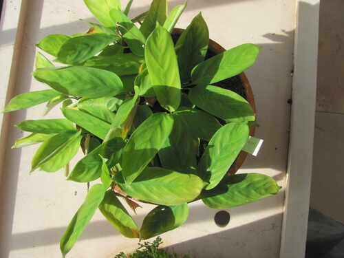 Maranta arundinacea iNat (3)