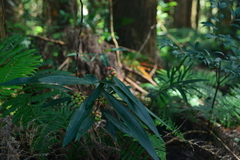 Ardisia crispa