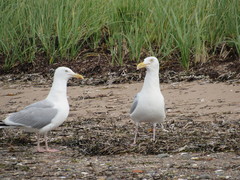 Larus argentatus image