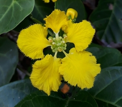 Stigmaphyllon ciliatum