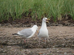 Larus argentatus image