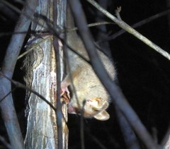 Microcebus murinus
