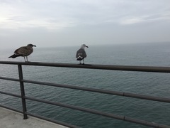Larus heermanni
