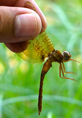 Neurocordulia xanthosoma