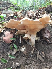 Pleurotus tuber-regium