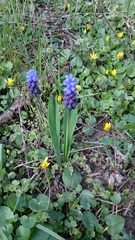Muscari latifolium