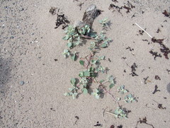 Atriplex laciniata