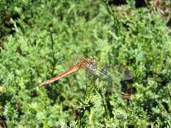 Sympetrum darwinianum