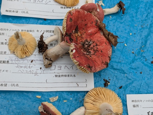 Russula nauseosa