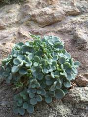 Sarcocapnos enneaphylla