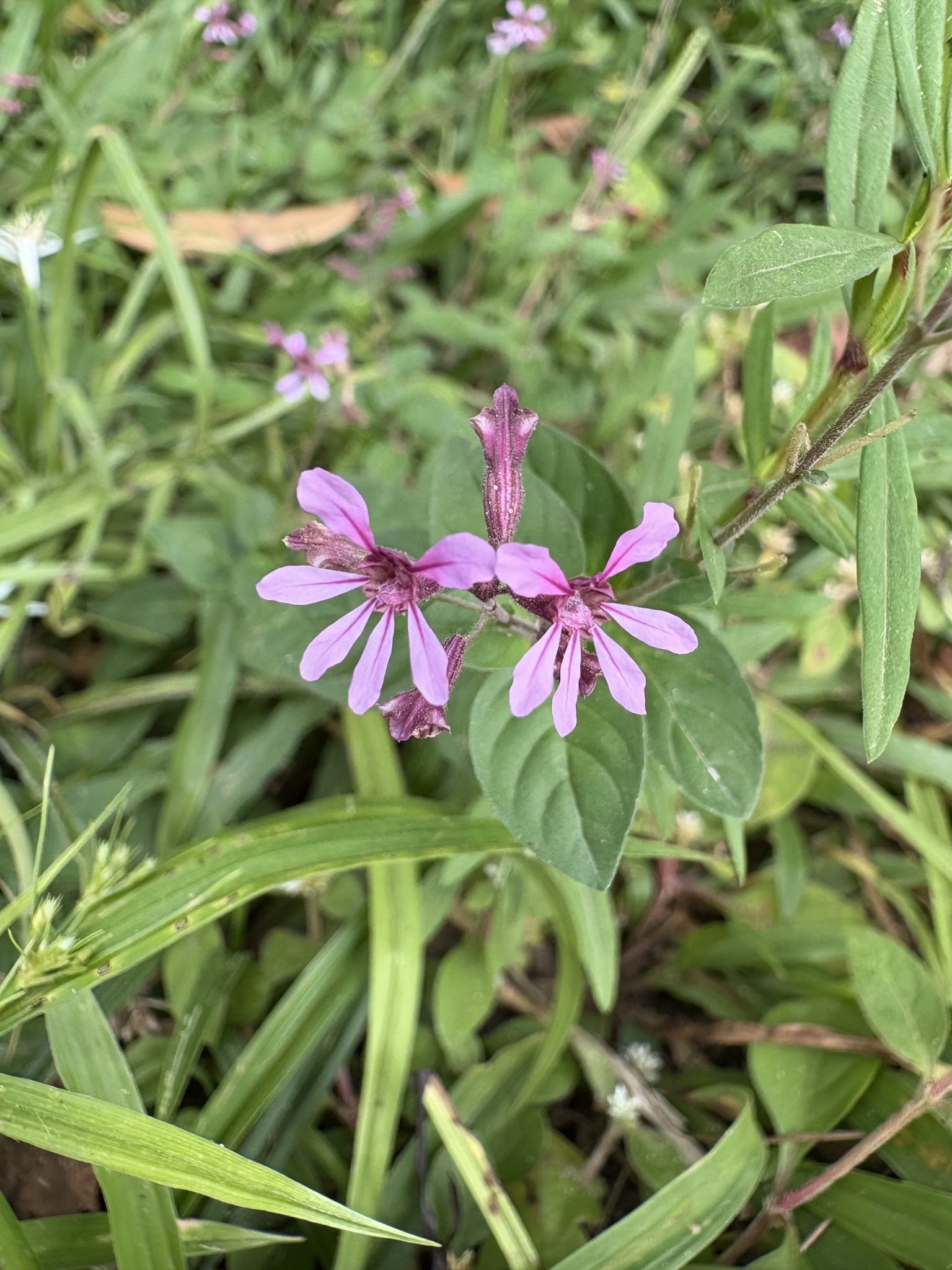 Cuphea racemosa