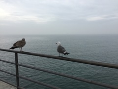 Larus heermanni
