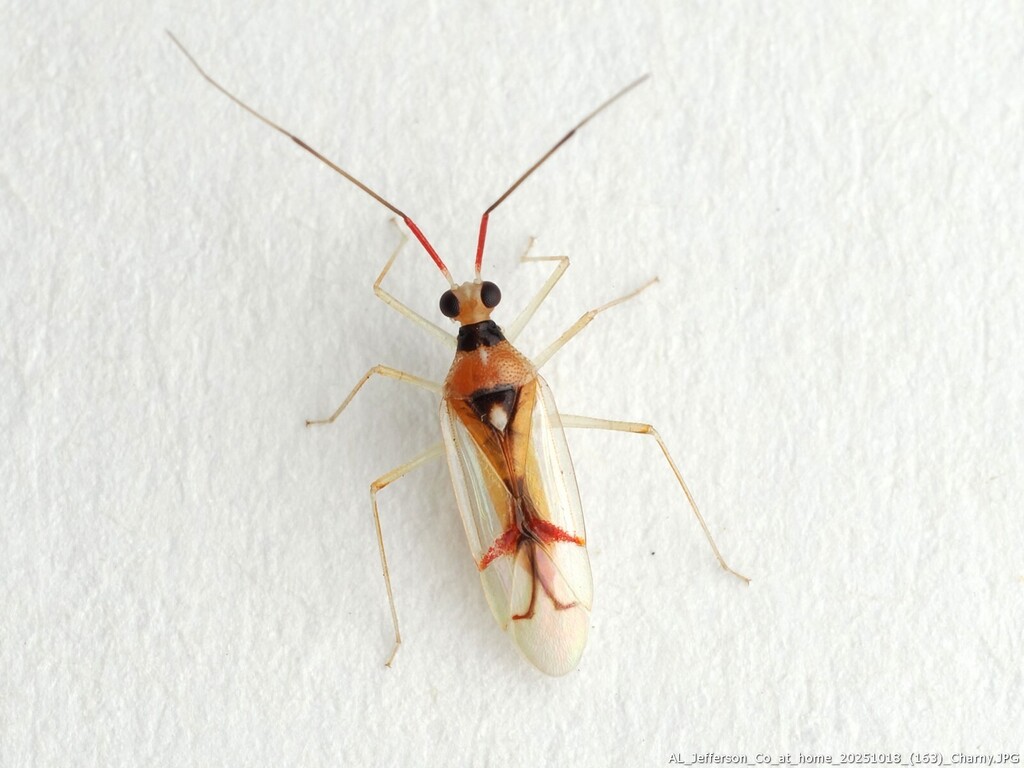 Hyaliodes