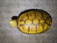 Kinosternon chimalhuaca