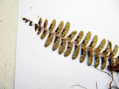 Polystichum craspedosorum