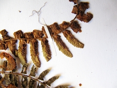 Polystichum craspedosorum