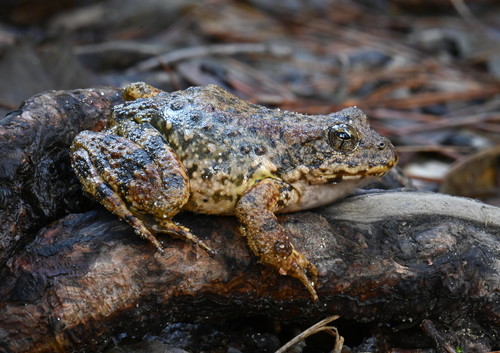 Foothill Yellow-legged Frog (Rana boylii), a species recorded in Oregon