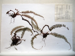 Polystichum craspedosorum