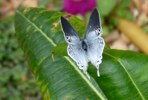 Madagascar Black-eye