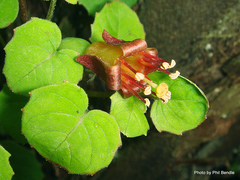 Fuchsia procumbens