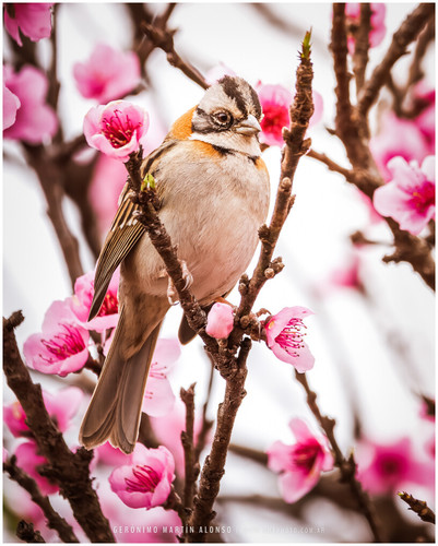 Rufous-collared Sparrow, photo 9 of 10