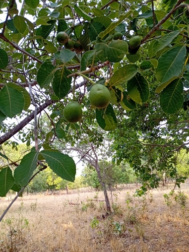 Pekea Nut