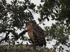 Ketupa zeylonensis