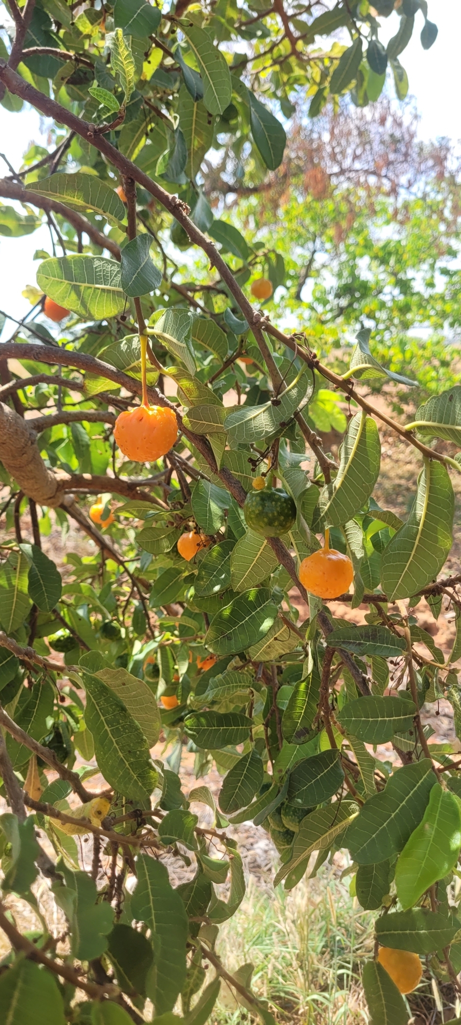 Brosimum gaudichaudii