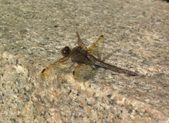 Sympetrum striolatum imitoides