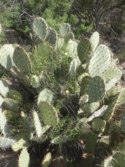 Haplophyton crooksii