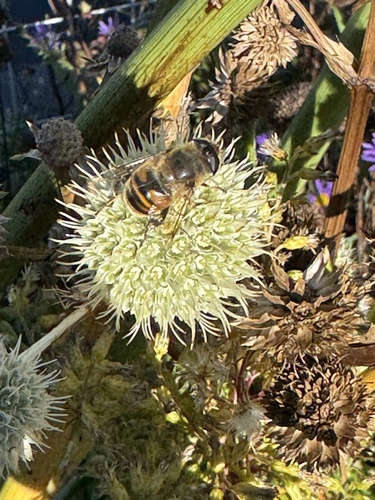 Unknown species found near Capalbo Ave, Little Falls, NJ, US
